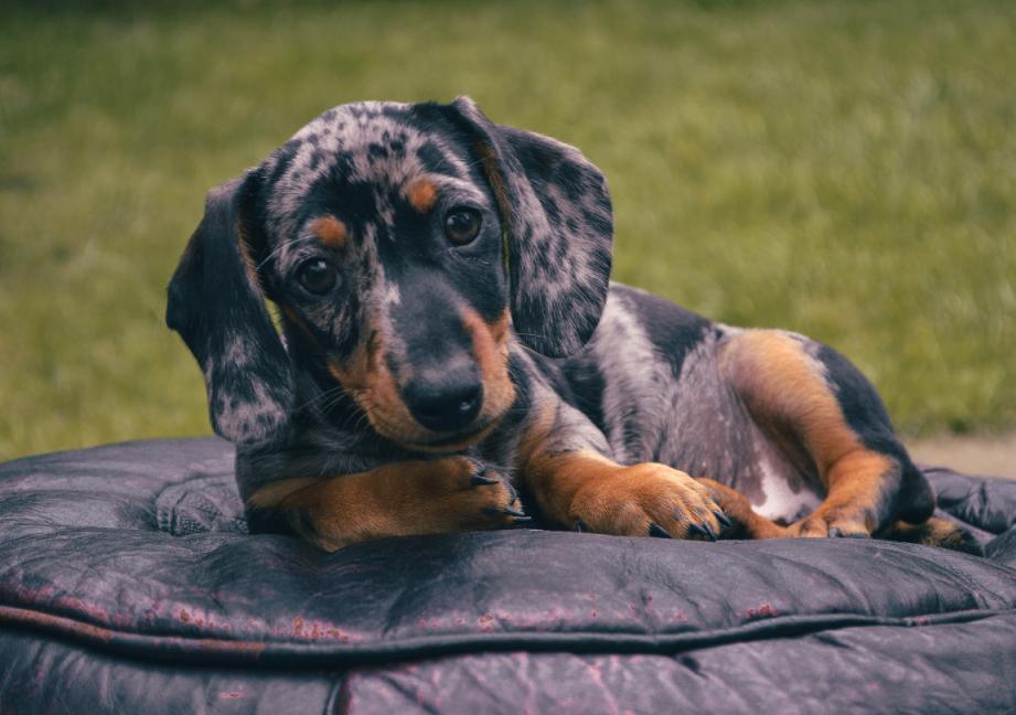 Blue Merle Teckel: Alles wat u moet weten over deze unieke hond