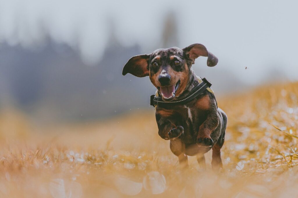 Teckeldag: Vier de liefde voor deze unieke hond