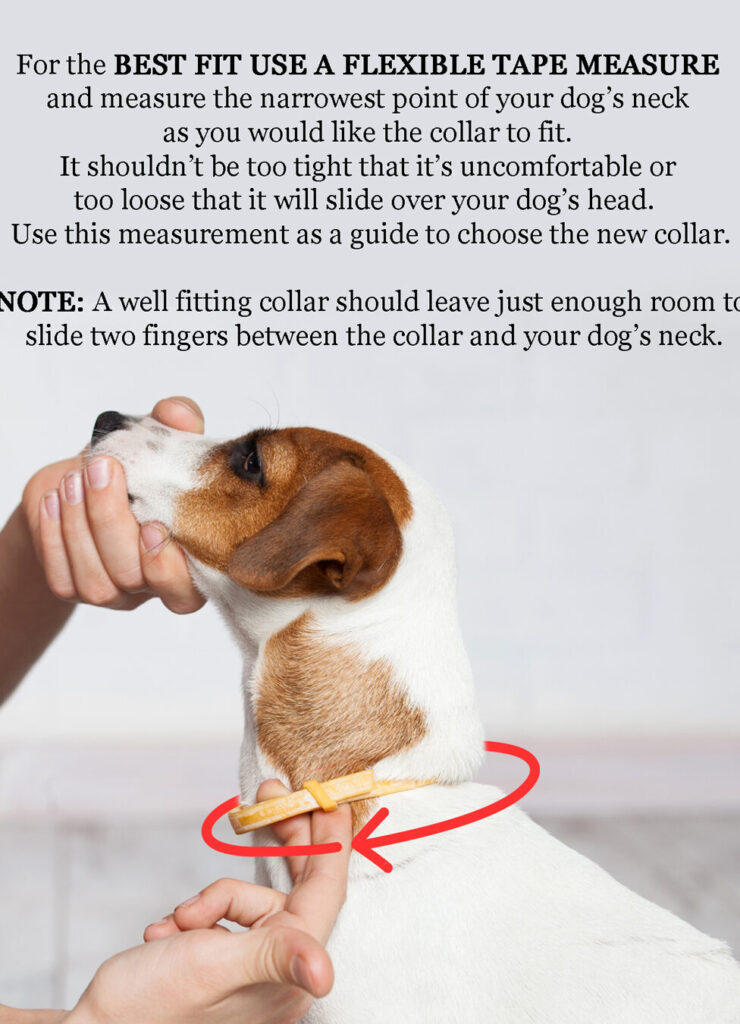 Teckelhalsband: de perfecte keuze voor uw honden