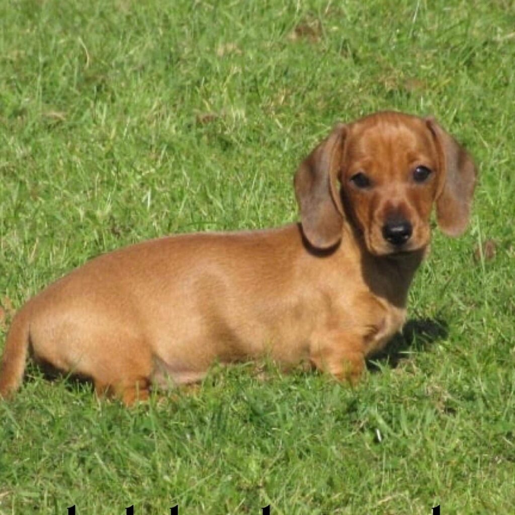 Oudere teckels herplaatsen: zoek een nieuw huis voor uw hond