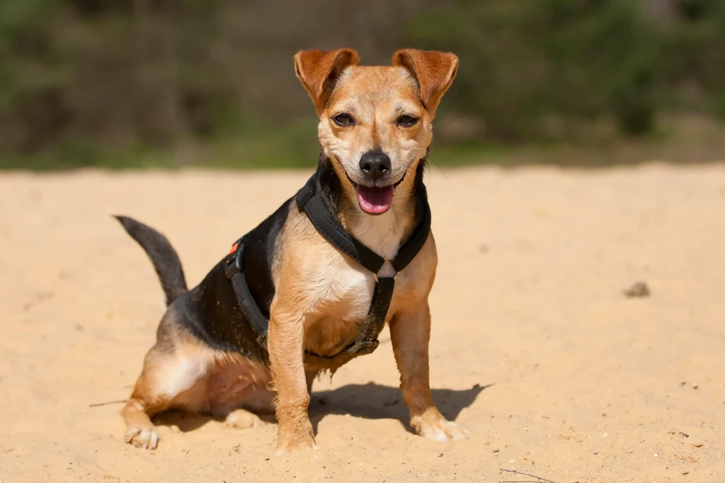 Jack Russel Teckelkruis: alles wat u moet weten