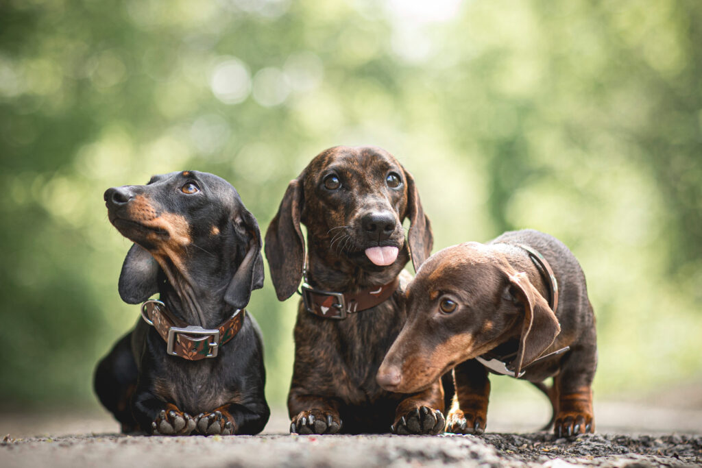 Kaninchen Teckelfokkers: de beste keuze voor uw puppy