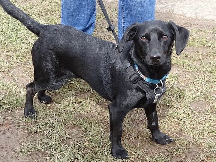 Labrador Teckel Kruis: alles wat u moet weten