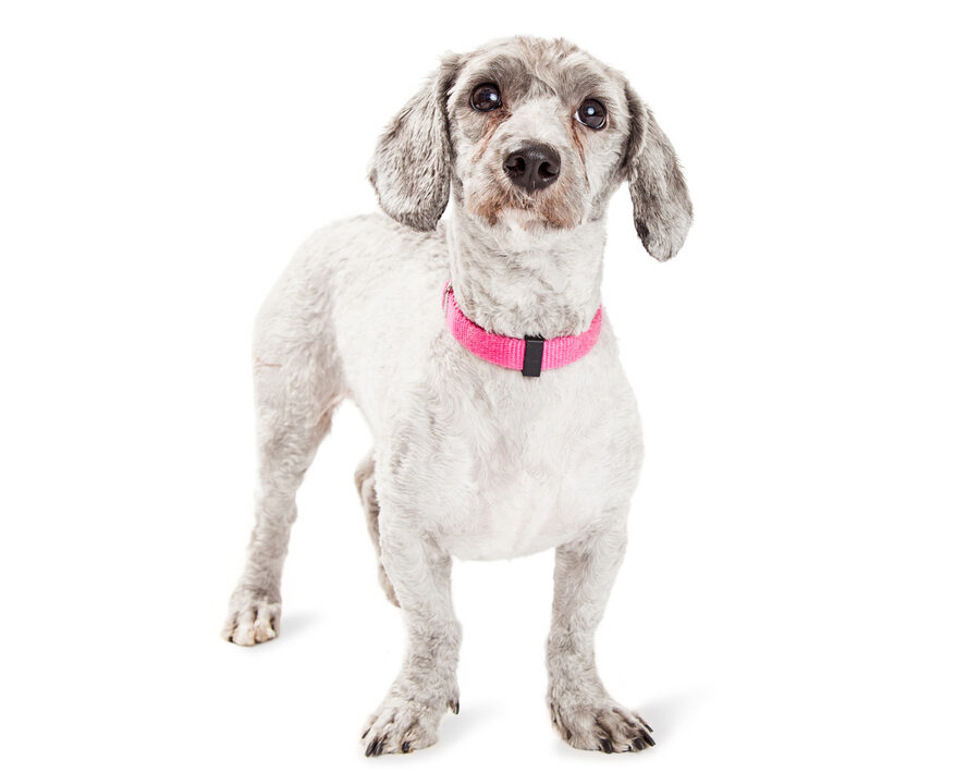 Poedel Teckel Kruis: de perfecte hond voor jou