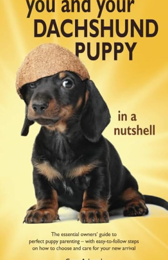 Nestje teckels: de perfecte gids voor uw nieuwe puppy