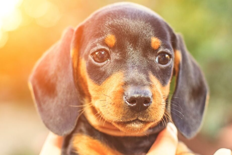 Een teckel adopteren: uw gids voor het vinden van de perfecte hond