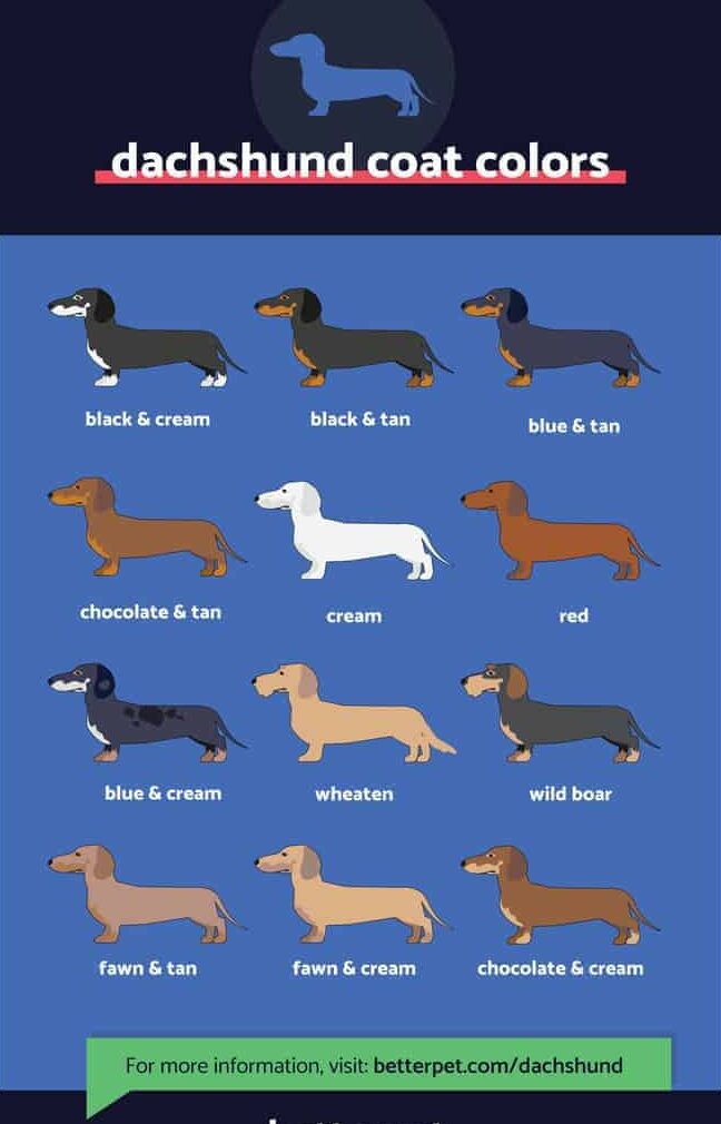 Teckeleigenschappen: Ontdek de unieke eigenschappen van deze hond