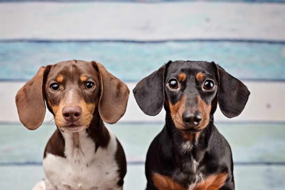 Teckelfokkers: de beste keuze voor uw teckelpup