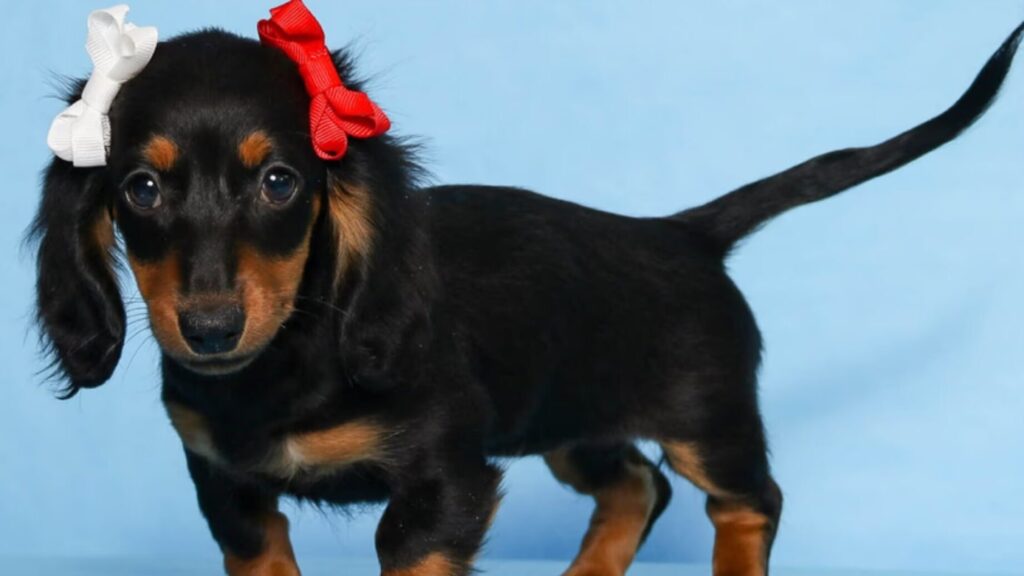 Teckelpups te koop: Vind uw perfecte viervoeter!