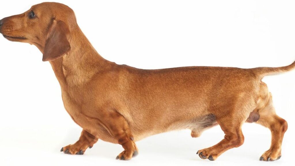 Teckeltemperament: ontdek het karakter van deze honden