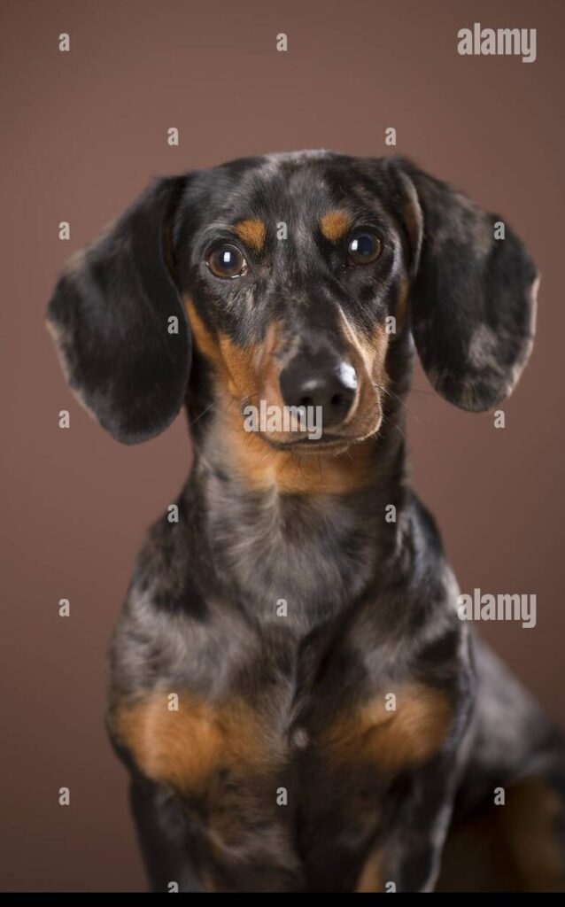 Teckeltijger: de perfecte gids voor deze unieke hond