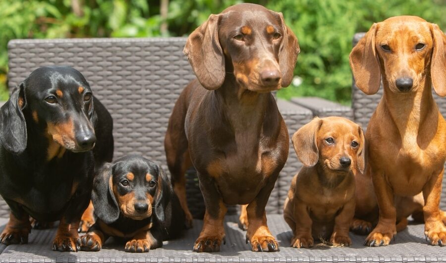 Teckelvereniging: Alles wat u moet weten over deze honden