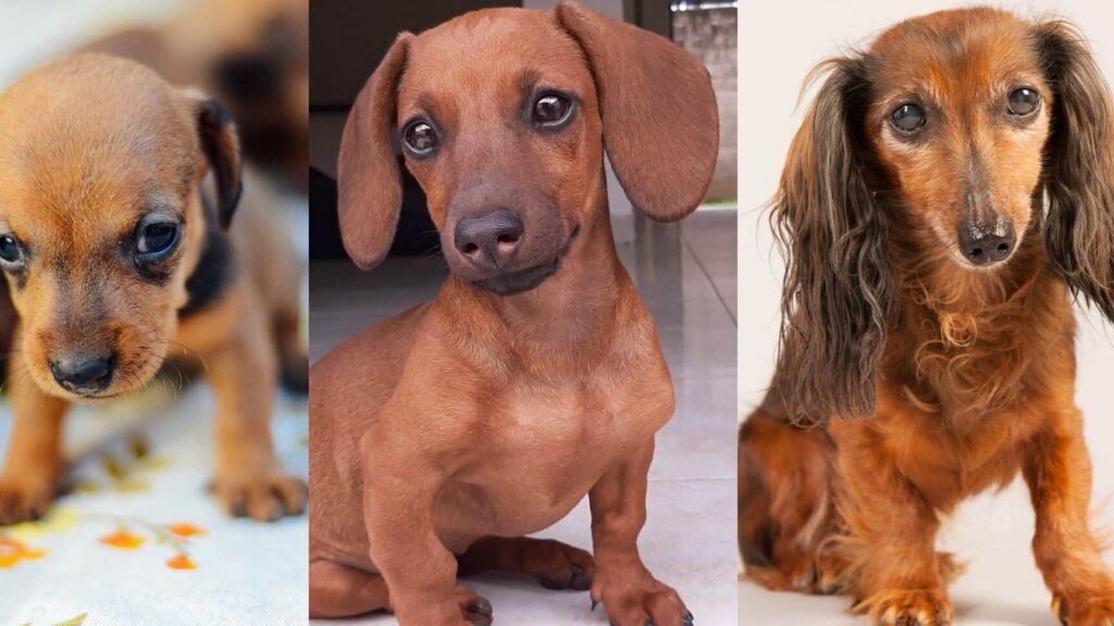 Verschillen tussen puppy en volwassen teckel: wat u moet weten