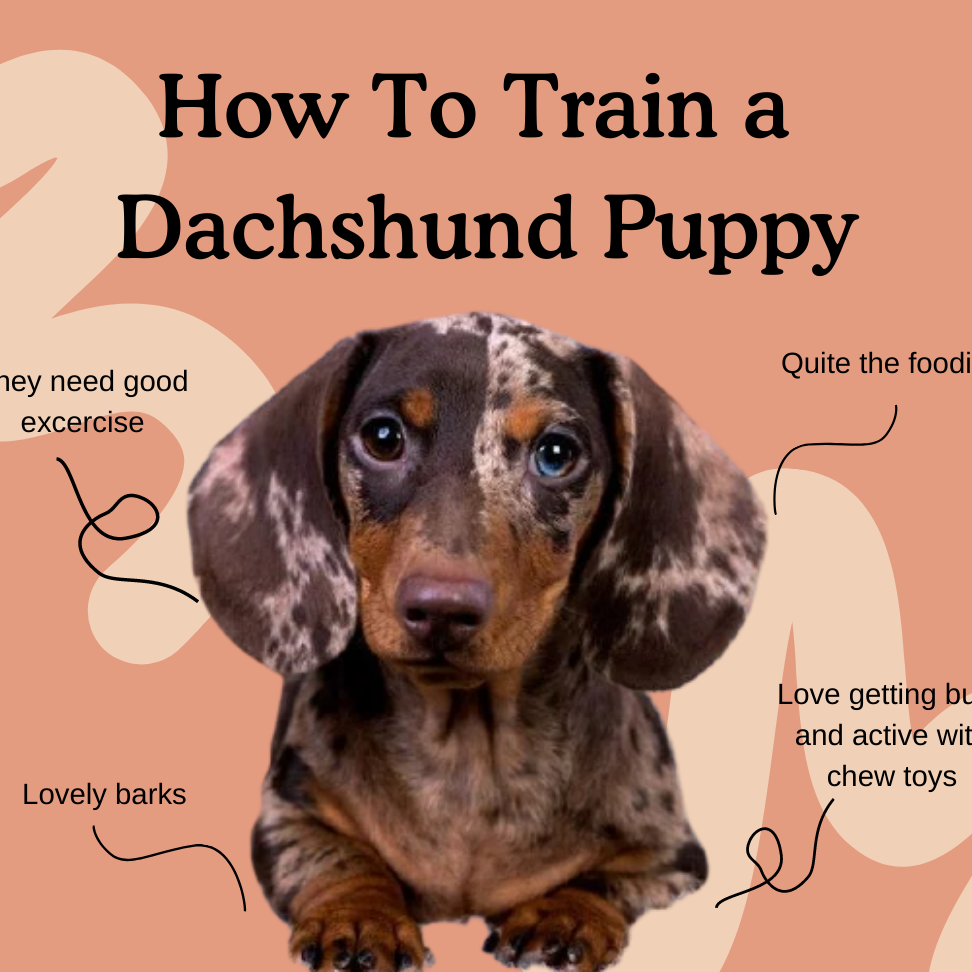 Zorgen voor een teckelpuppy: tips voor een gelukkige hond