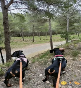 dwerg teckel Brandy en Evelyn tijdens het snuffelen in de natuur